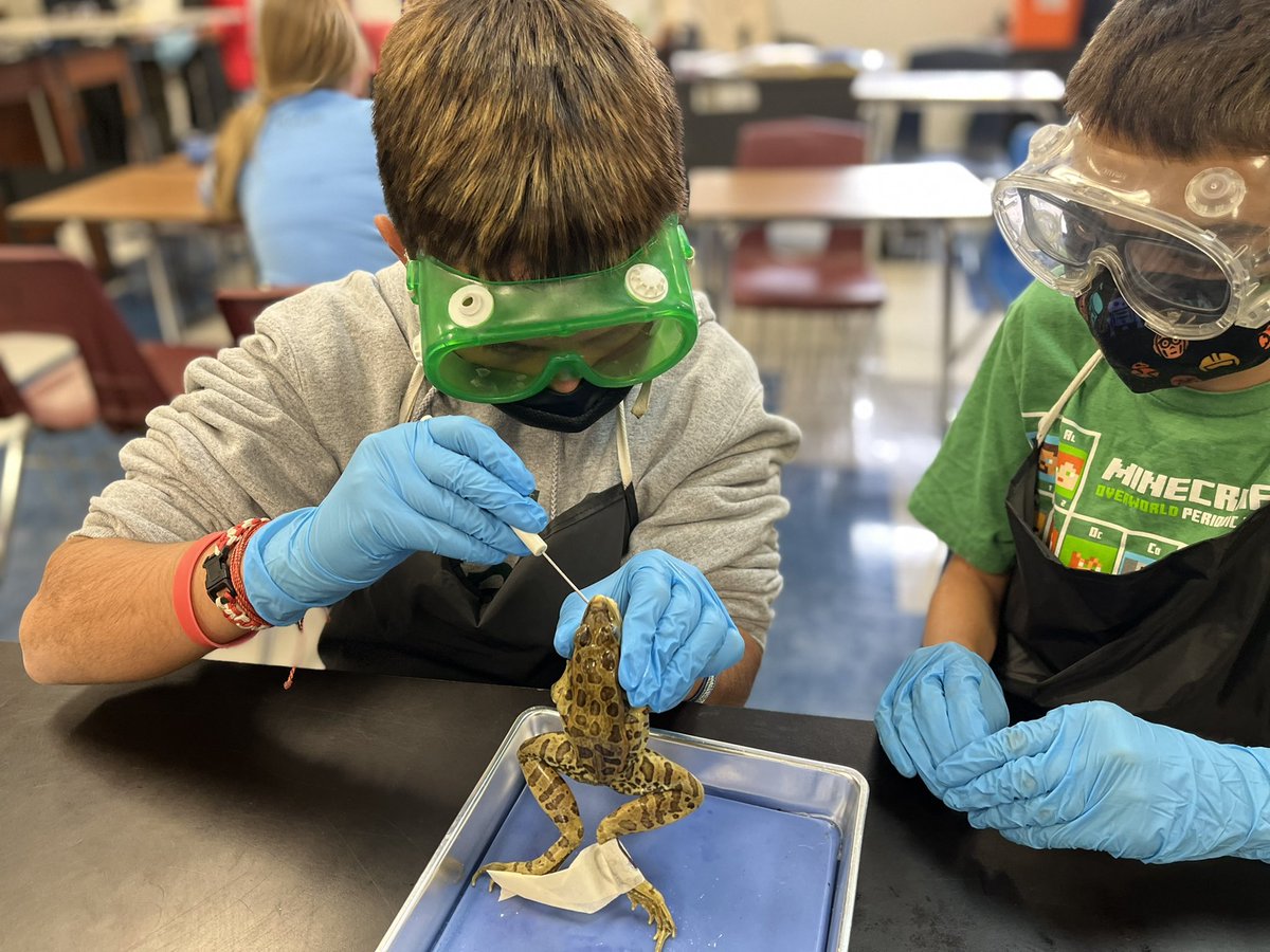 mrsghazzagh's tweet photo. 7th graders are always engaged &amp; fascinated on frog dissection day! I love how much learning takes place during this unit! Great job, @chinaspringMS teachers!  @jessgotanelk12 @clint31171767 #ourWHY @chinaspringisd https://t.co/zdHRDYeDyp