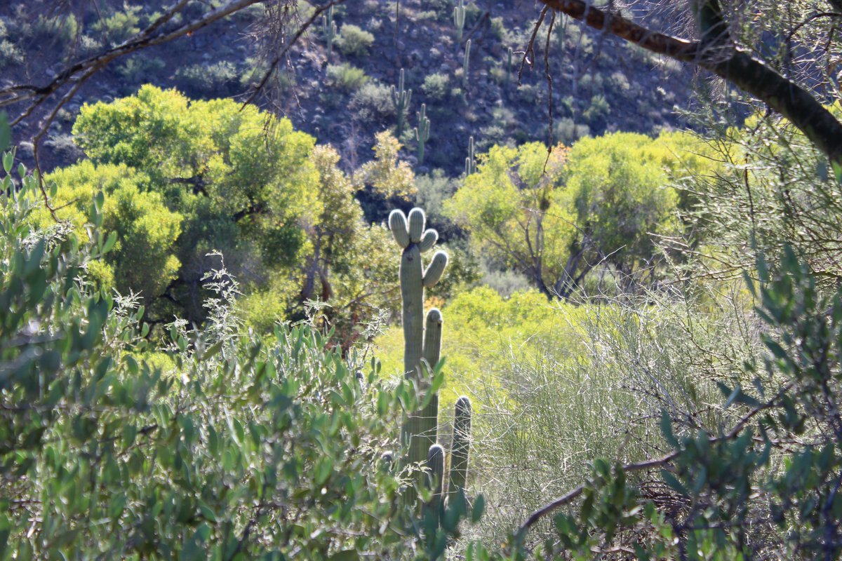 PeterCorbett1's tweet photo. Morning light at the western end of Aravaipa Canyon, southeast of Superior. Most of the leaves in this lush riparian corridor have not turned to fall colors yet. #explore_az https://t.co/tX4zW22uvV