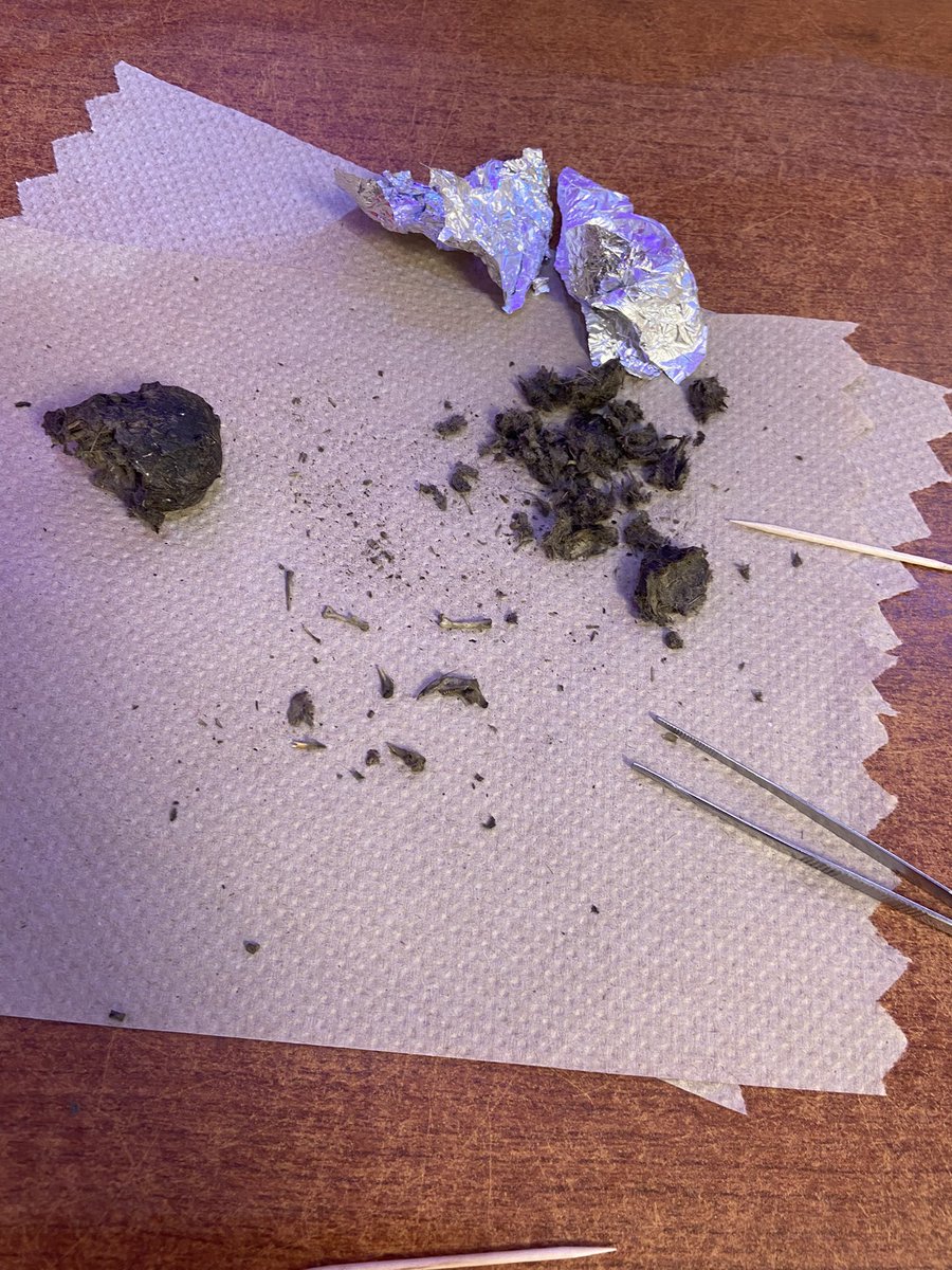 Mrs_BEaster's tweet photo. Dissecting an owl pellet after learning all about Owls is great fun!!! My GHES bulldogs loved it. We think our owl ate a rodent! @GrangeHallES #ghesproud https://t.co/aIqaV7UbB7