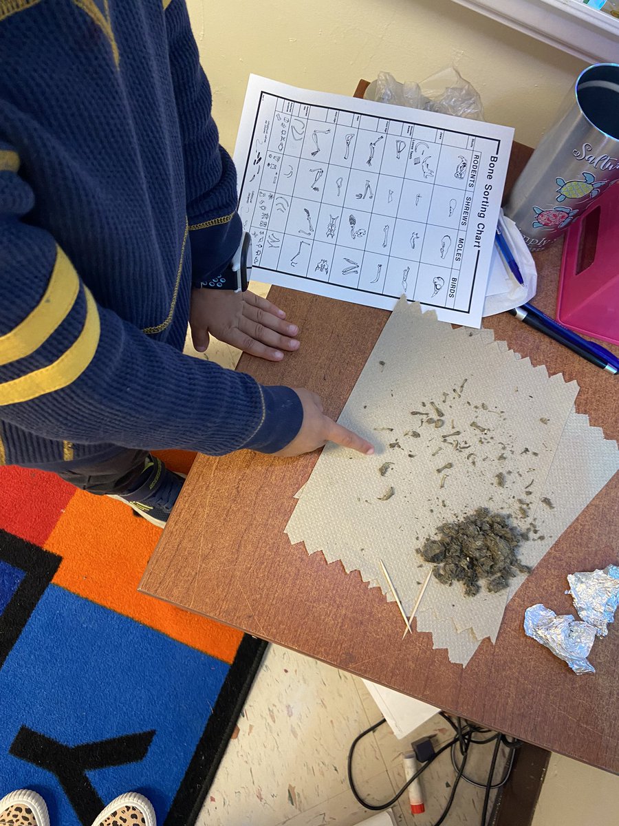 Mrs_BEaster's tweet photo. Dissecting an owl pellet after learning all about Owls is great fun!!! My GHES bulldogs loved it. We think our owl ate a rodent! @GrangeHallES #ghesproud https://t.co/aIqaV7UbB7