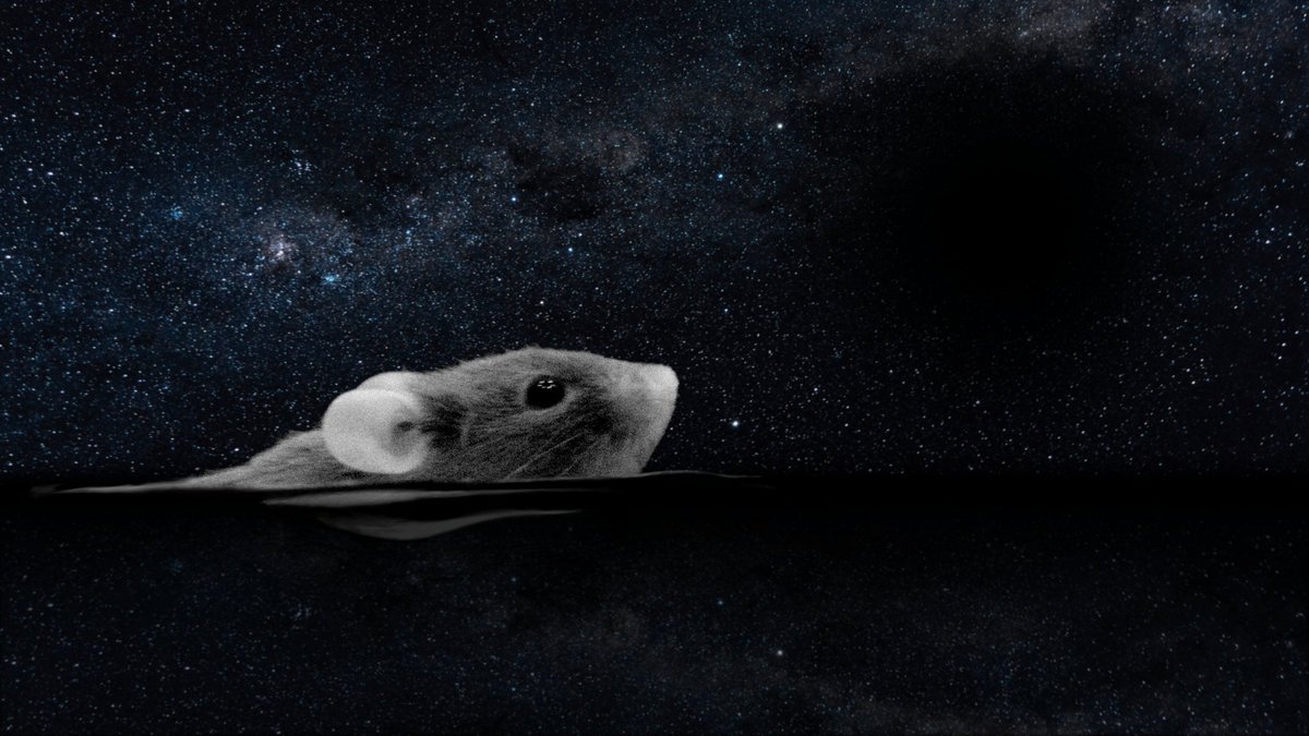 AlaLaurilaLab's tweet photo. Our preprint @biorxiv_neurosci resolves the neural limits of seeing the darkest of the dark: "Retinal OFF ganglion cells allow detection of quantal shadows at starlight". https://t.co/xRFklLZV7R  #QuantalBehavior @LifeSciHelsinki @AaltoResearch https://t.co/ywcywQiU0n