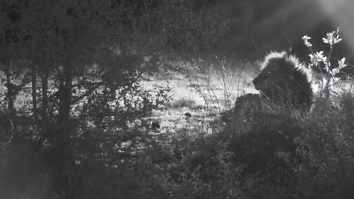 akim_eckert's tweet photo. What is Dark Mane contemplating?
#Djuma #wildearth https://t.co/BT6i6tPdjN