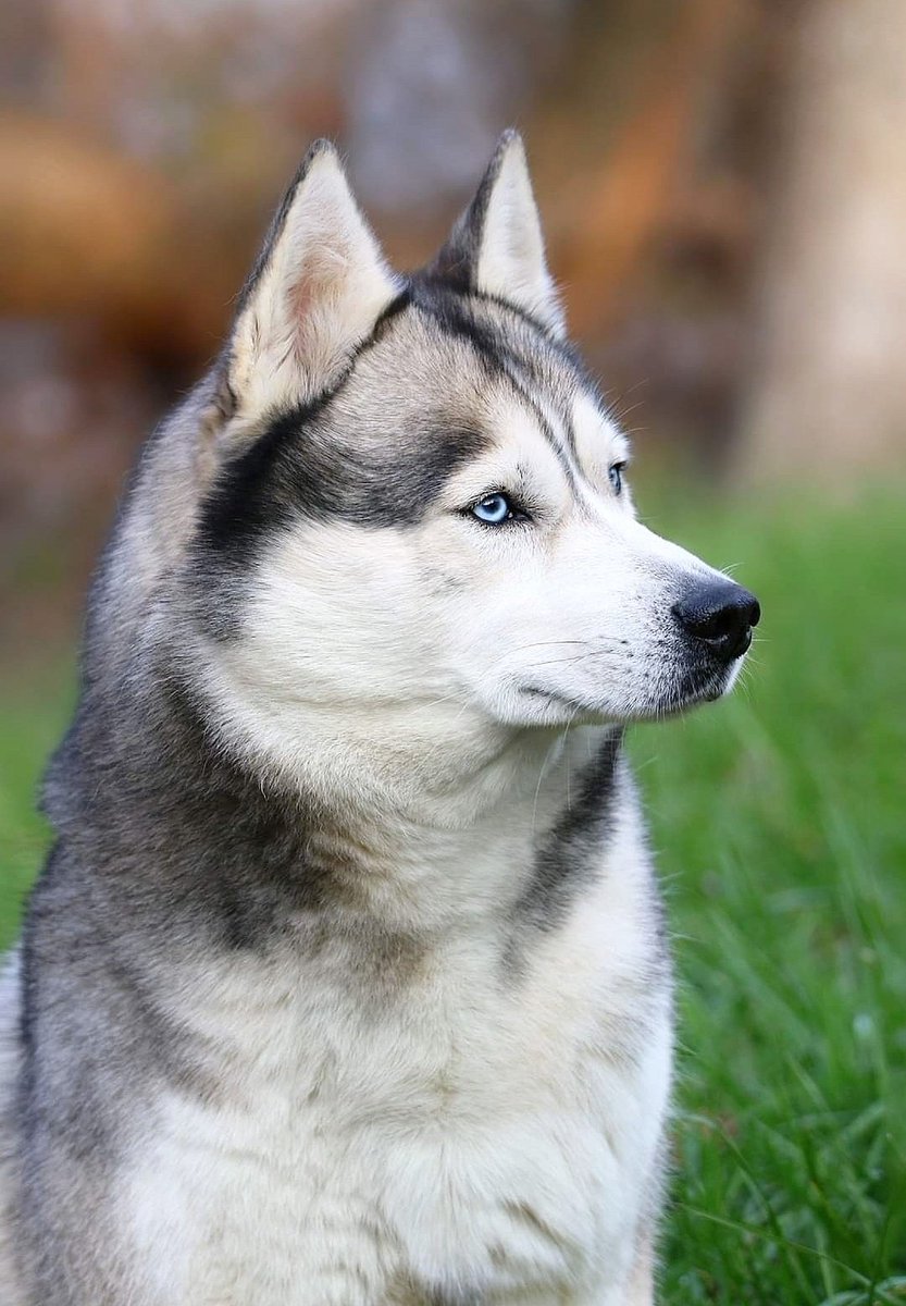 Crystal_l_Cook's tweet photo. Taken with my 7D Mark ii paired with my Sigma 150-600mm Sports lens. Can you believe I took this on auto mode? Canon and Sigma pair so well together.
#Siberianhusky #husky #photography #photographer #Canon #Sigma #dogs #animals #pets @CanonUSA @Sigma_Photo https://t.co/fDaOaG12RX