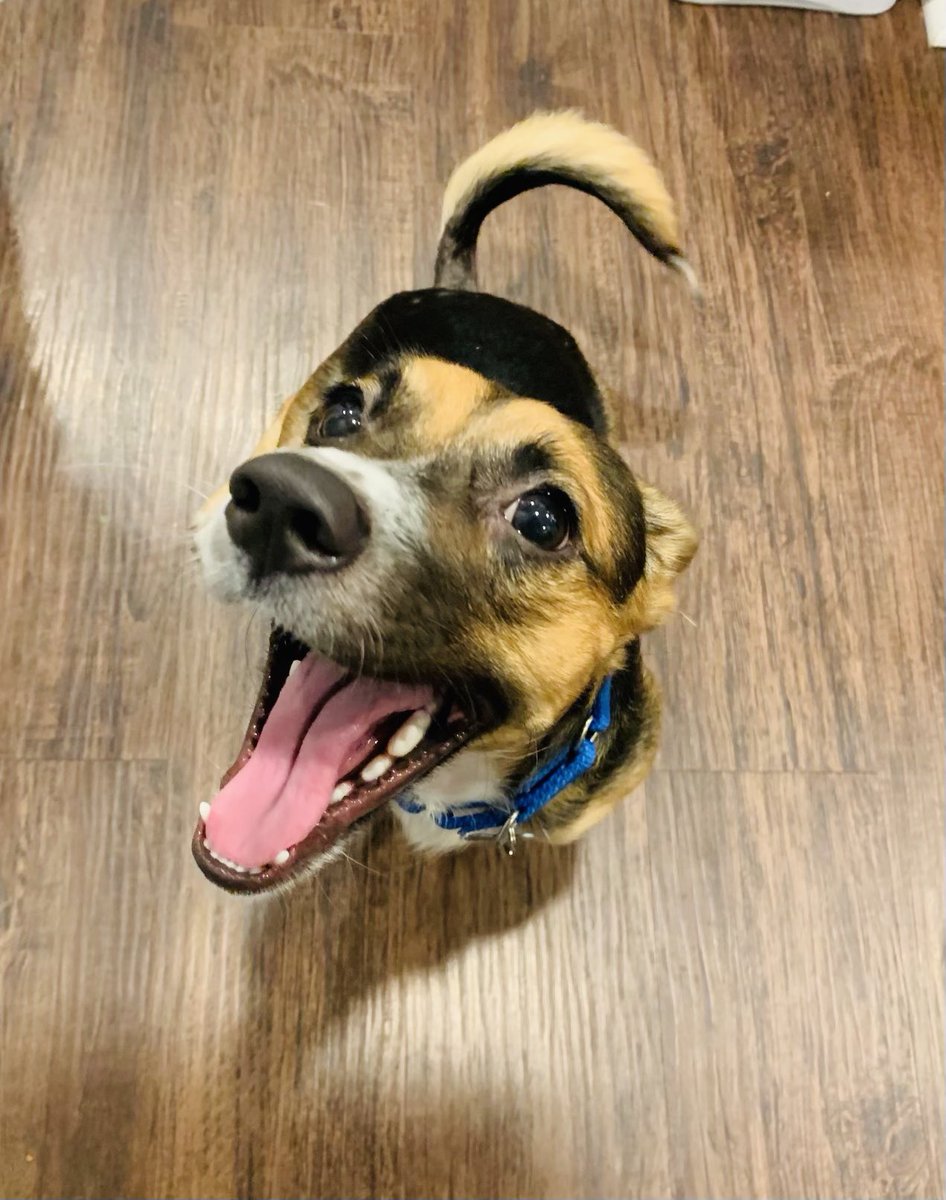 jspalding79's tweet photo. Happy to announce this mutt has been rescued &amp; now is part of my family. Last week this guy was abandoned, walking the streets, full of flees, looking for food and a warm place to sleep. 

Today his belly is full and he will be sleeping in a king sized bed. 

Say hi to Ranger ! https://t.co/H9Q3WN2bNT