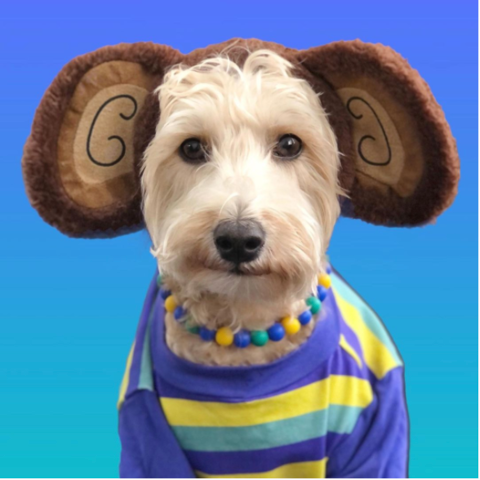 RuffStitched's tweet photo. We are BANANAs over Max I. Million's Ape-solutely adorable outfit!🍌
Silicone Beaded Collar by @thebeadedmonkey
. . .
#ruffstitched #GTAmoms #dogfashion #canadiansmallbusinessowner #clothingfordogs #shirtsfordogs #handmadeclothingfordogs
#ruffstitchedCanada https://t.co/FhL5UNkYzL
