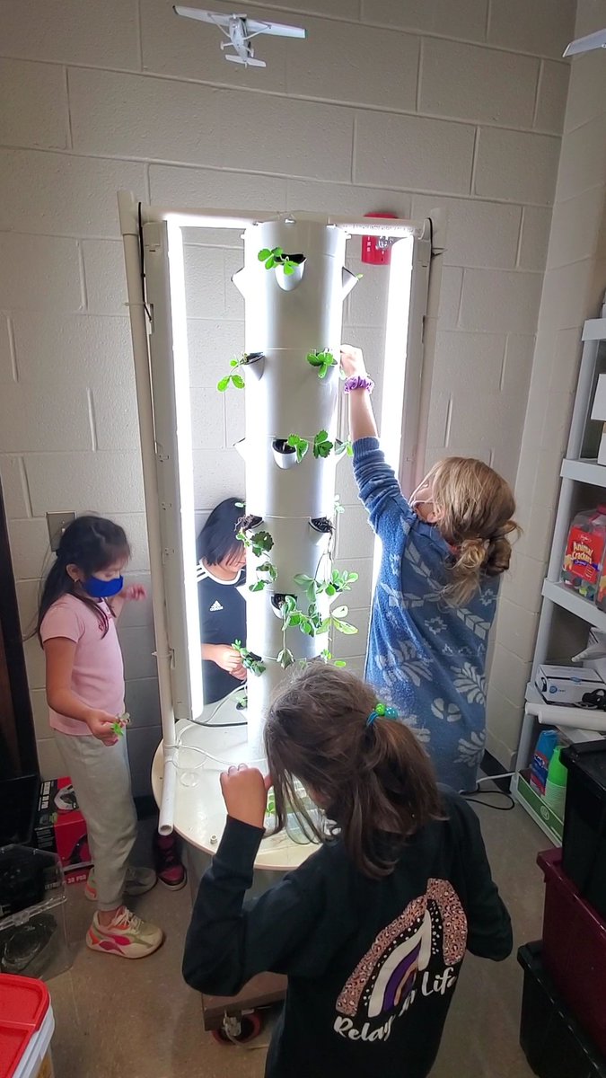 MabletonMaker's tweet photo. 2nd grade planted strawberry plants in our tower garden today. They have water, light, and "nutrients" so they can make their own food. Hopefully we will have strawberries by January!
@MabletonSteam 
@STEMcobb 
@MabletonES 
@TeamGrizzle2006 
@SciSean 
#ultimatelearningexperiance https://t.co/vz95sVEP2S