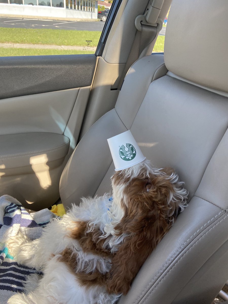 First pup cup today!! He rates it a 17/10 <a href="/Starbucks/">Starbucks</a> 😋🥰🤩