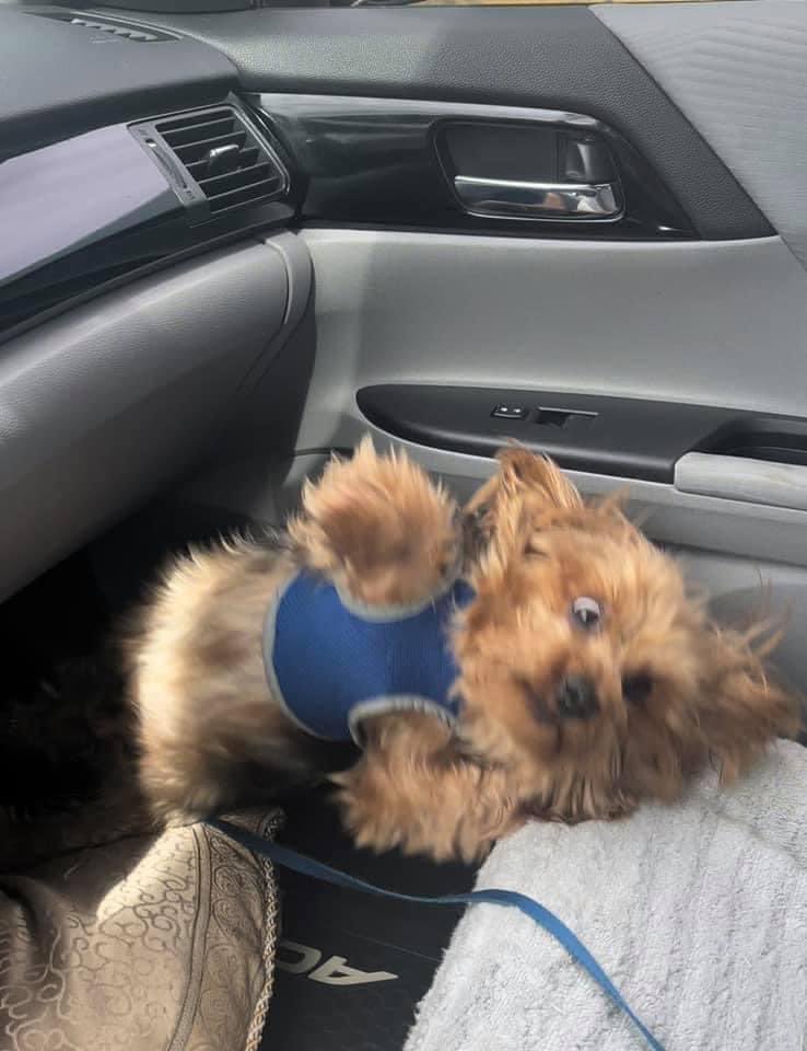 SourrPatchy's tweet photo. Lmfaoooooo it's the dog for me .... the poor dog https://t.co/fwBY2ozMMr