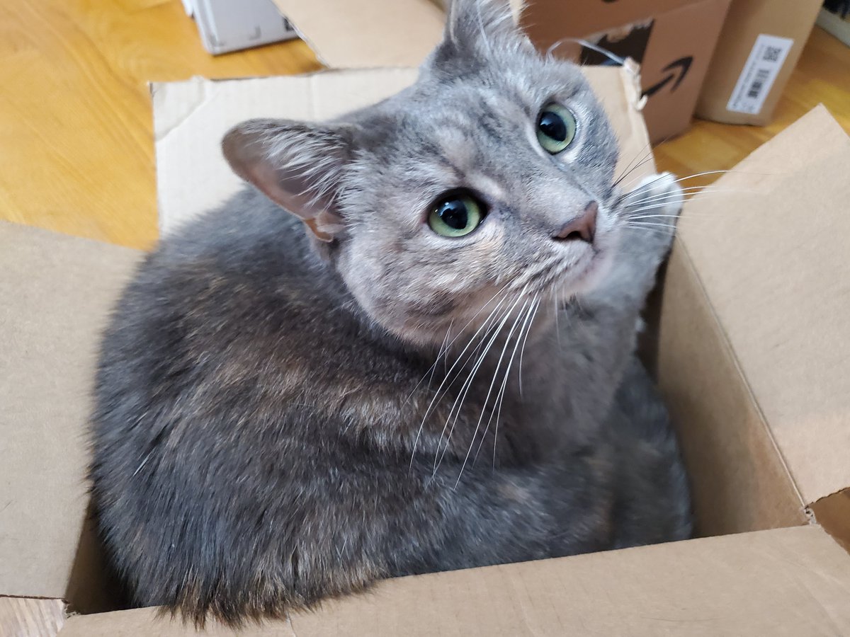 spellboundblog's tweet photo. Joining in the #DigiPets fun #CatsOfDigitalPreservation featuring Marble Rye (gray) and Lollipop (white w/black). #DigiPres21 https://t.co/WyR8NTONDY