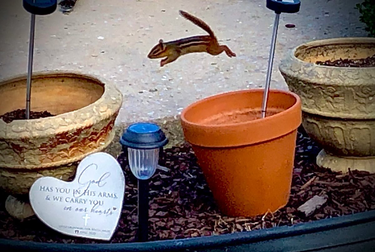An acrobatic chipmunk takes a mighty leap.
IPhone 8