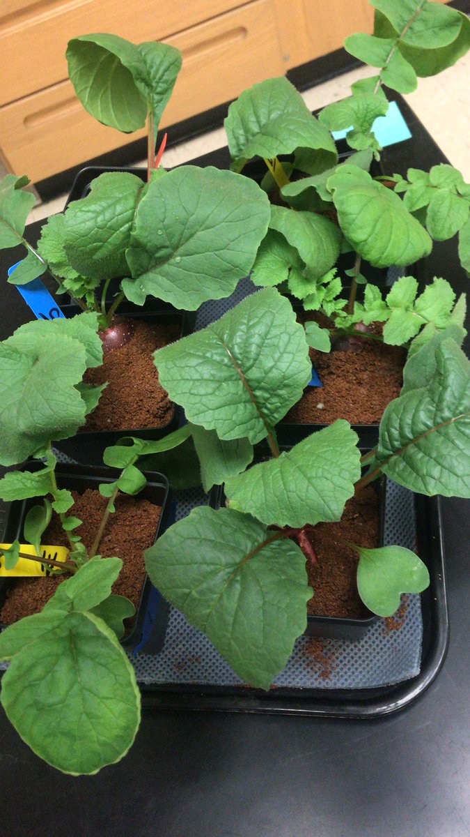 ehsgatorgrow's tweet photo. You can see the radish in the Roxanne variety (155). @ehsgatorgrow @GrowBeyondEarth https://t.co/0mGp6XuQvV