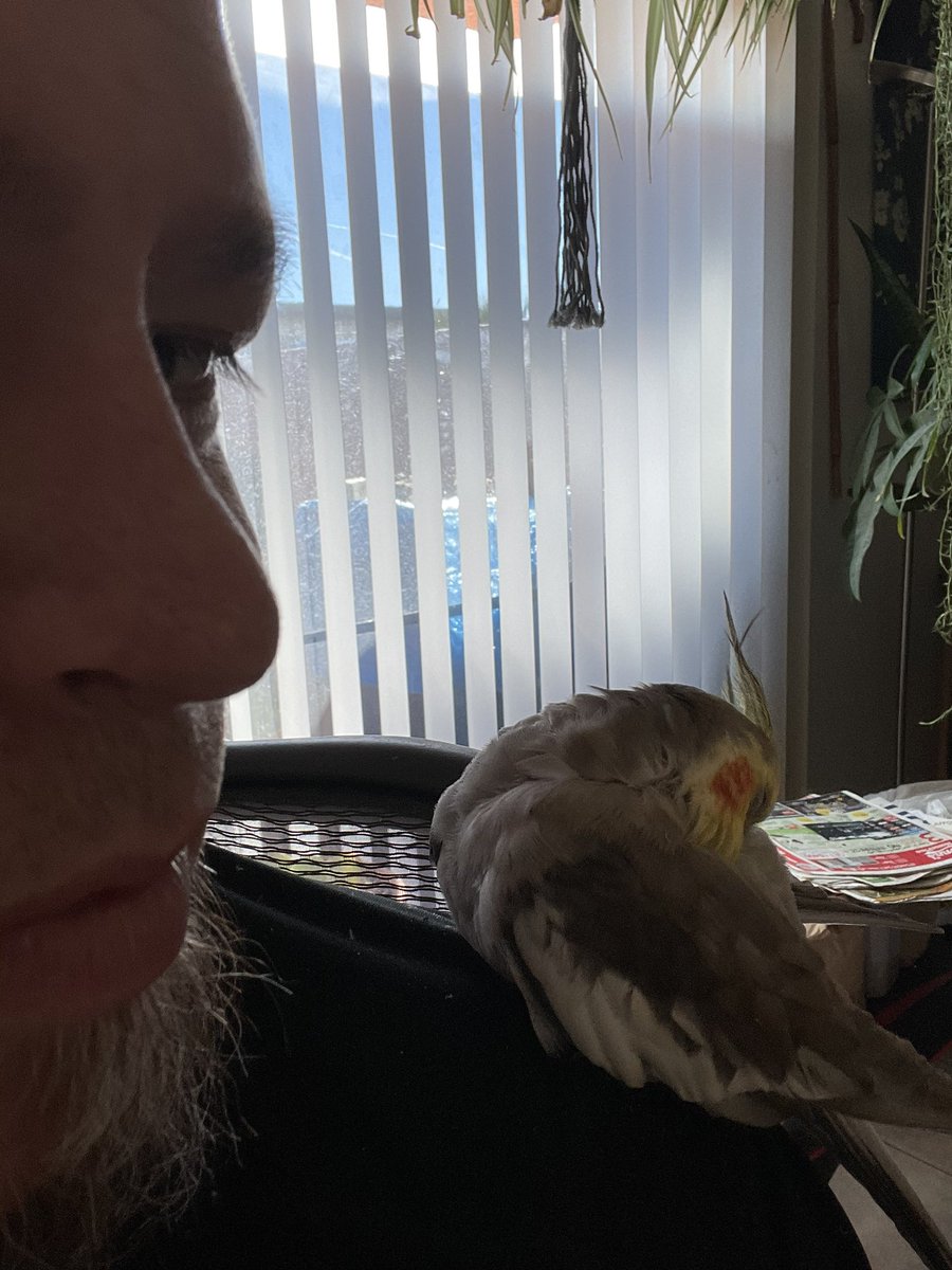 MrbirbC's tweet photo. Hey hope everyone had a fabulous week so far! Preening time as usual! https://t.co/rnJOW6KzHR