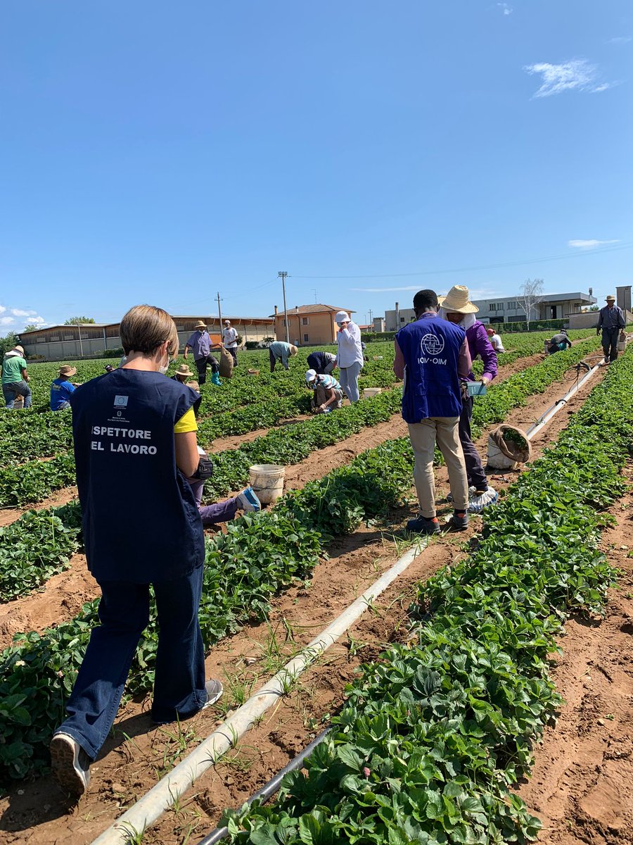 INL_gov's tweet image. Progetto #AltCaporalato:Task force coordinata dall’Ispettorato del Lavoro di Latina controlla 24 aziende e 251 posizioni lavorative, riscontrando violazioni delle norme in materia di sicurezza sul lavoro e 19 lavoratori #innero. 

Comunicato ➡️ bit.ly/3q7fW7l