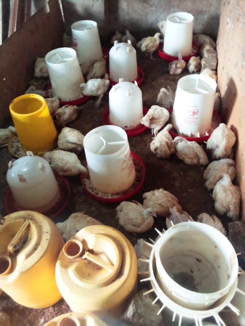 Have you ever imagined distant services locating you right at your door, try placing an order at shamma poultry solutions and see how good it feels.
Contact us on 0771211089/07057278, Facebook page@ shamma poultry solutions, also reach us at our farm in joggo, along bukerere road
