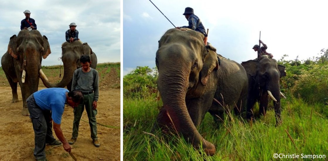 CUP_LifeScience's tweet photo. #COP26 : #Rural and #urban views on #elephants, #conservation and #poaching π
https://t.co/n1QpwcXJ1d
#CUPClimateAction #OpenAccess @CUP_Climate_Sus @OryxTheJournal https://t.co/FX82pzNU8q