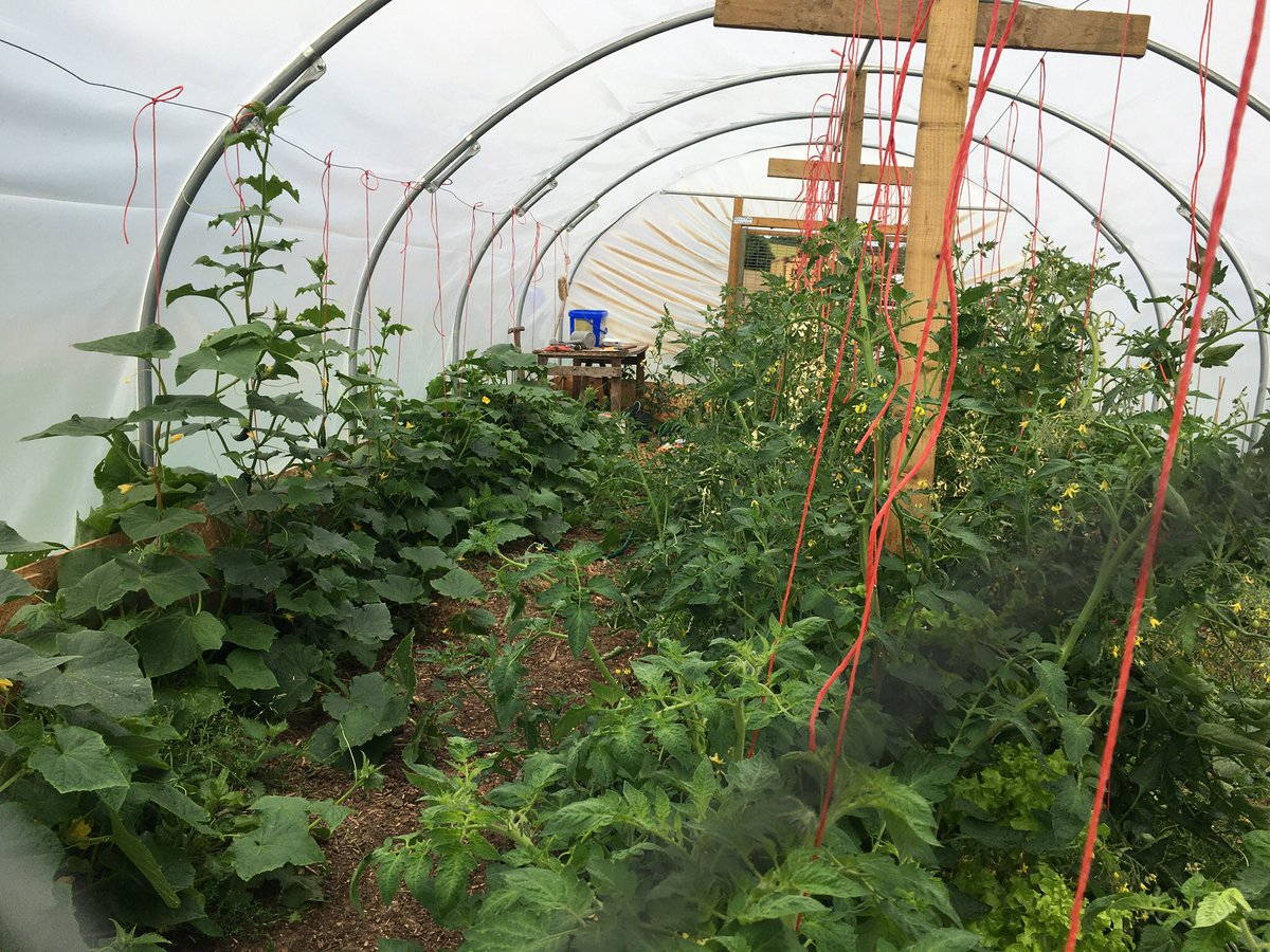 davidpeach26's tweet photo. @willpenrievans We keep our chickens in ours over winter, (looks like the avian flu is going to rear its head again,) and then grew some tremendous veg in it this spring…. One idea. 🤷 https://t.co/KHMCNidZUR