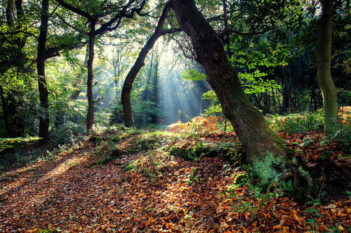 rumpuledude's tweet photo. Chislehurst common this#autumn #chislehurst #woodland #NaturePhotography #NatureBeauty #br7 #AutumnFalls #trees #chislehurstsociety #sunrays #Autumnwatch #tree_brilliance https://t.co/Zt9KTBXR9W