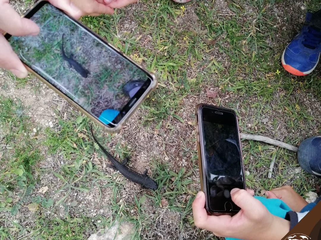 iberozoa's tweet photo. Para ello hemos aprovechado iNaturalist, otros materiales didácticos y por supuesto de los propios #animales que salieron a nuestro paso. Así las familias y los pequeños han podido conocer a la #culebra bastarda, al #alcaudón real, al #buitre negro... 🐍 https://t.co/yuZ3ENbr85