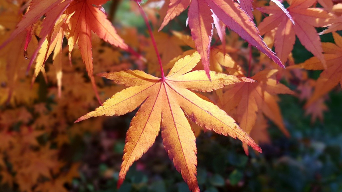 Kap esdoorns in deel Schwienswei vanwege roetschorsziekte

sittard-geleen.nieuws.nl/gemeenteberich…