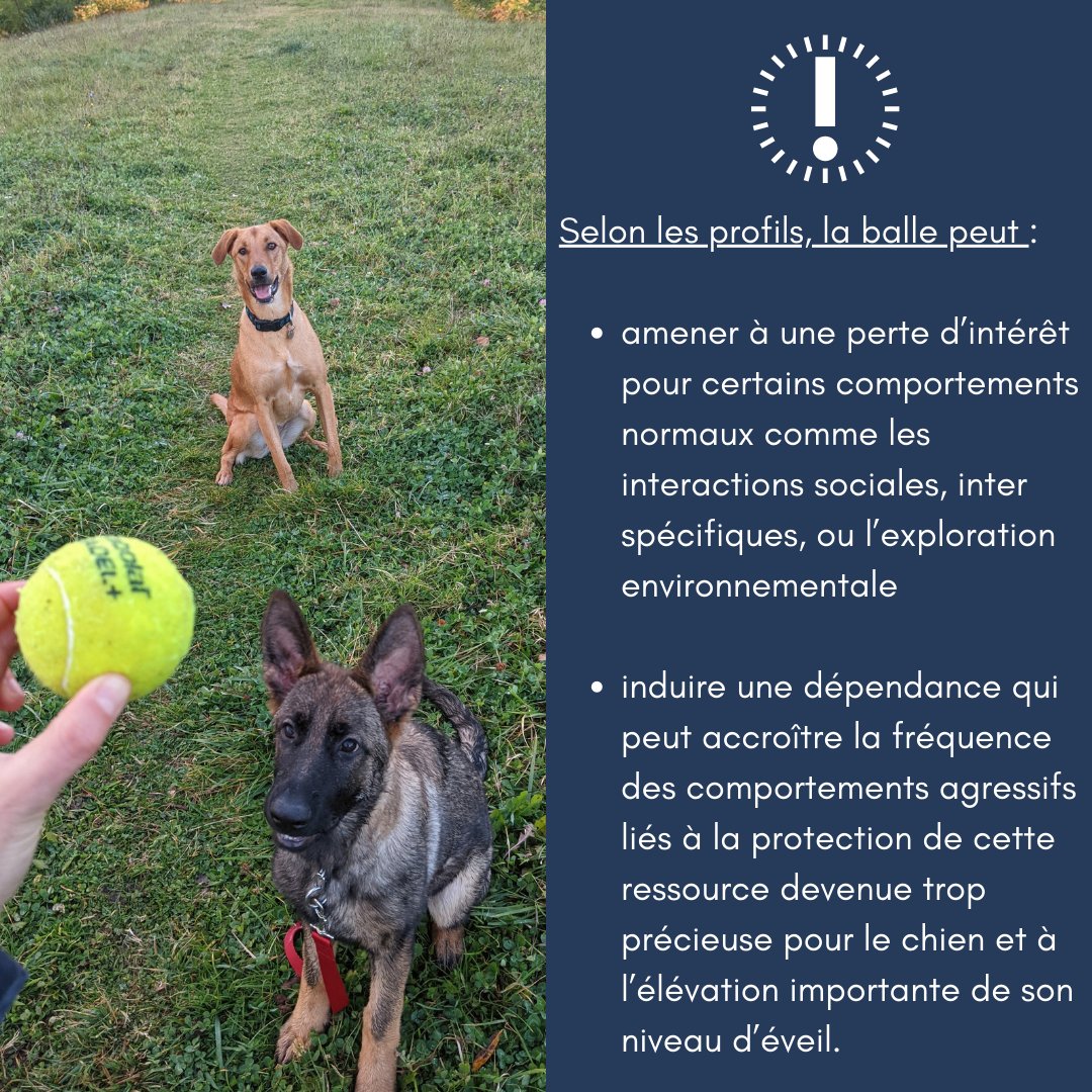AnimalUniv's tweet photo. Faut-il arrêter de jouer à la balle avec son #chien ? Non, pas nécessairement, mais cette activité ne devrait être que sur un temps et une fréquence raisonnés afin de ne pas devenir la principale dépense dans le budget-temps quotidien.
Un sujet au débat vif en #educationcanine! https://t.co/hGfitRXSR6