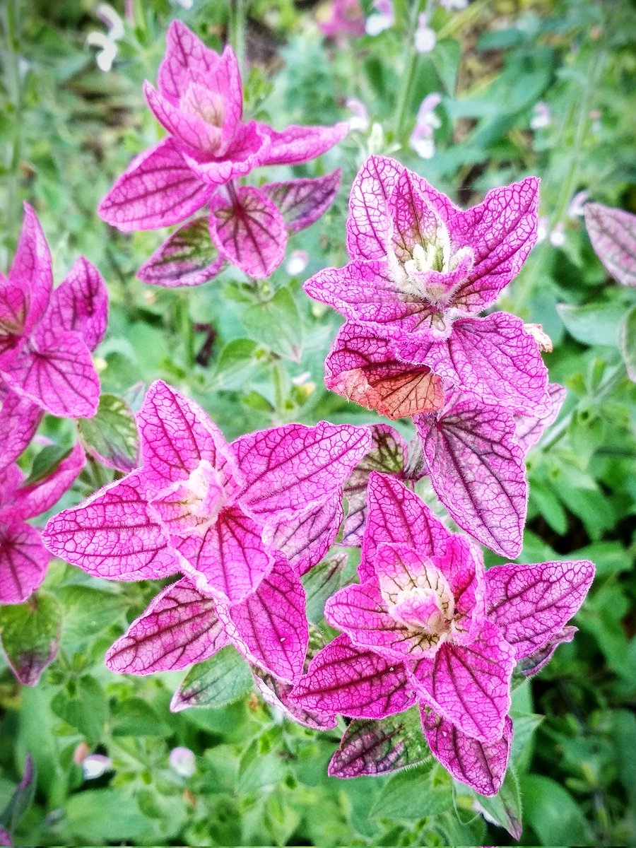 the_napf's tweet photo. Amazing plants, the upper leaves acquire an incredibly beautiful lilac-pink color in the fall 🍂🌷🌸 https://t.co/zYY9NorFNg