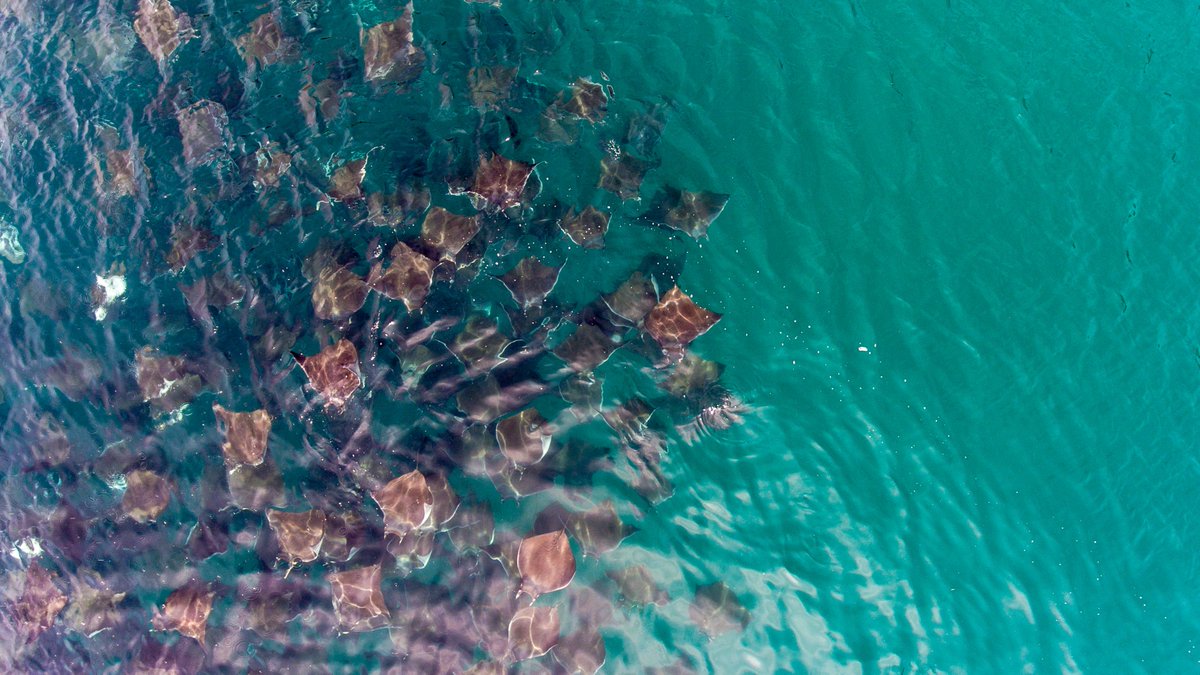 diveworldwide's tweet photo. We are pleased to introduce a new unique liveaboard expedition to the Sea of Cortez in Mexico. Snorkel amongst the thousands of mobula rays during their annual migration whilst keeping an eye out for inquisitive orca &amp; other species of whale &amp; dolphin.

https://t.co/St7IMD3TPV https://t.co/bTr5MEG14E
