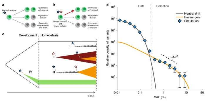 😍READ ALL ABOUT IT @NatureGenet from @gladyspoon1 @carolinewatson @jrblundell ➕Synonymous mutations reveal genome-wide levels of positive selection in healthy tissues➕ 🔗go.nature.com/3nWRYc7 @Cambridge_Uni