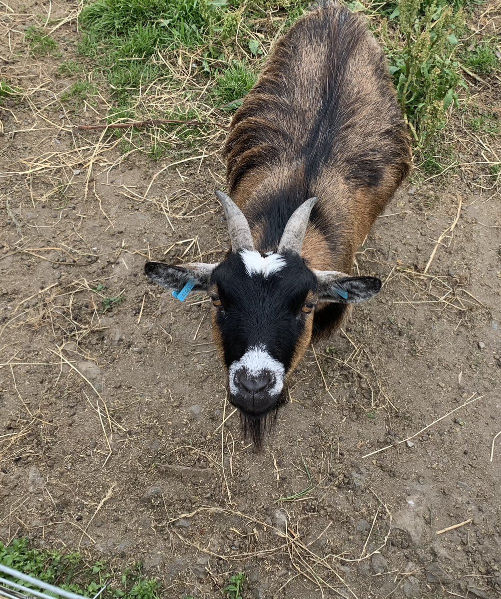 Mella Handmade Soap (@mellasoapyhq) on Twitter photo When I took isle20 on tour to the #cakefridge this and met this cute peerie goat 😊 Did you meet her too @djhenshall ?
<a href="/Isle20Shop/">isle20 - Scottish island gifts</a> <a href="/PromoteShetland/">Promote Shetland</a> <a href="/AnnCleeves/">Ann Cleeves</a> When I took isle20 on tour to the #cakefridge this and met this cute peerie goat 😊 Did you meet her too @djhenshall ?
<a href="/Isle20Shop/">isle20 - Scottish island gifts</a> <a href="/PromoteShetland/">Promote Shetland</a> <a href="/AnnCleeves/">Ann Cleeves</a>