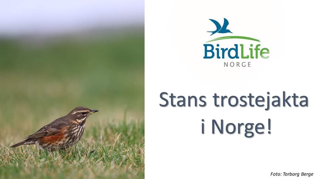 Fuglevern's tweet photo. Vi fikk stanset det håpløse forslaget om å jakte på svarttrost og måltrost. Nå kan flere småfugler bli spart under jakta. Jakt på rødvingetrost og gråtrost, to arter i tilbakegang, må stanses i sin helhet. Hvorfor skyte trekkfugler som knapt har matverdi?
https://t.co/DI7QaiZHft https://t.co/j3Odu50Hps