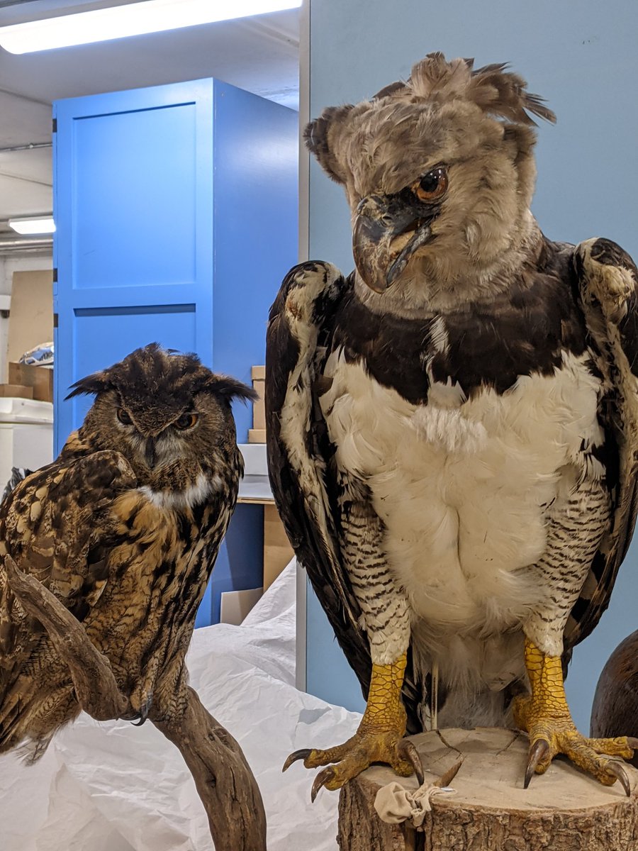 Prospectacnmw's tweet photo. Sometimes you feel like you are being watched at work .....
#IntheStore
#Nathist #Conservation https://t.co/yA2C6EkDSx