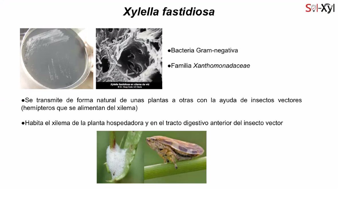 Sol_Xyl's tweet photo. 🔔Comienza el #webinar de la investigadora Mª Luisa Domingo Calap @maludoca !
Hoy aprendemos sobre bacteriófagos frente a #xylella! 🦠
@IAS_CSIC
 #TRAGSA #stopxylella 🙅‍♀️ https://t.co/FbmVxGKR3E