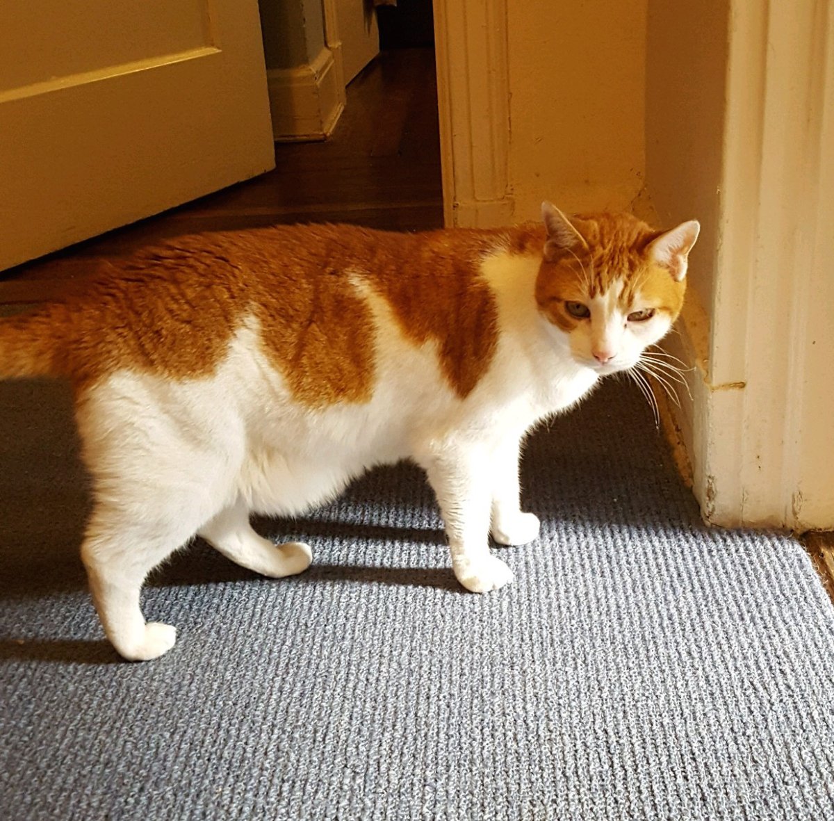 Just adopted this beautiful boy. He is 12 years old. He is the sweetest.