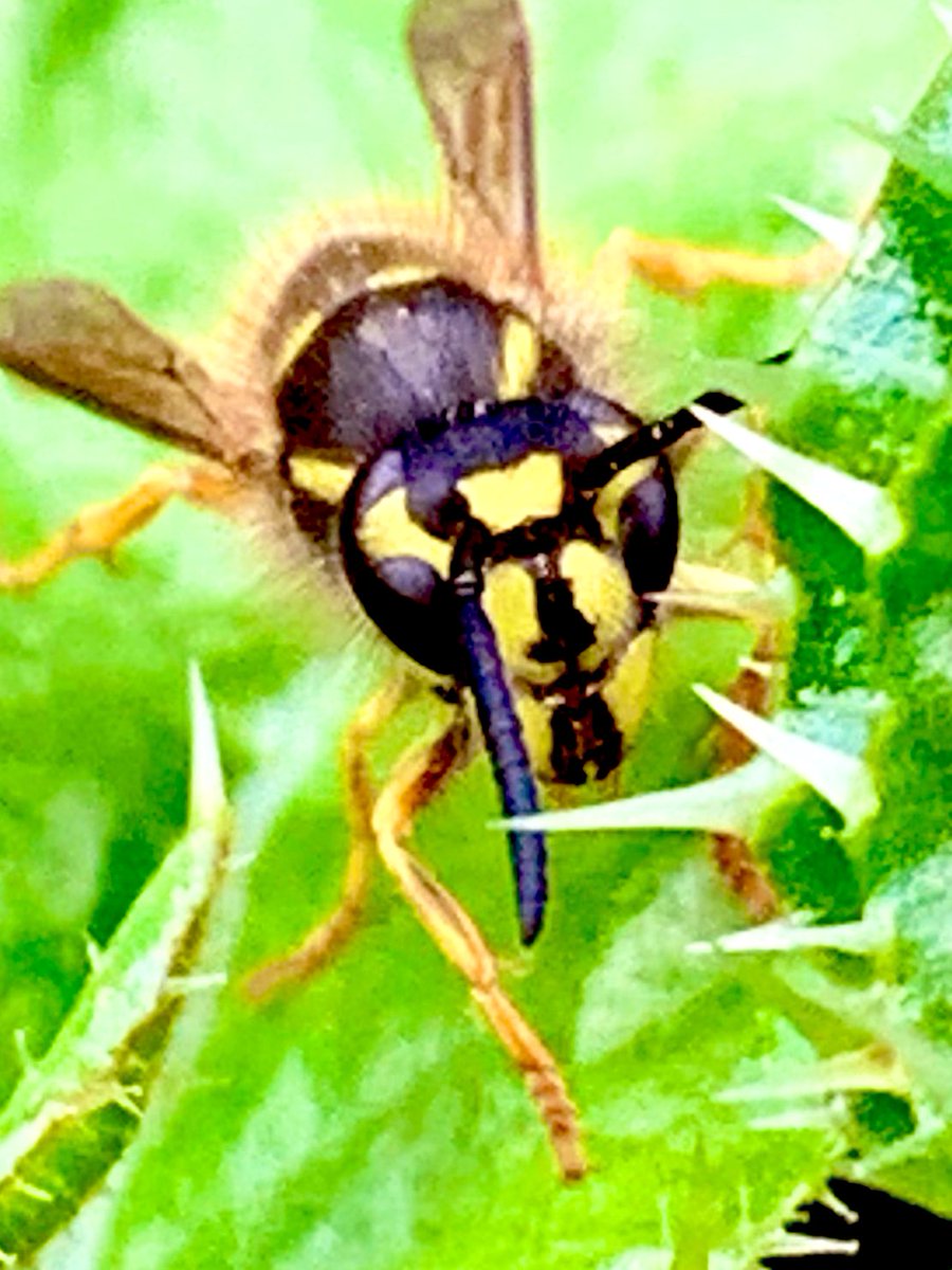 ‘Good Bye Everyone’ my #Wasp #Insect season here in #UK is now ending, see you all again very soon…