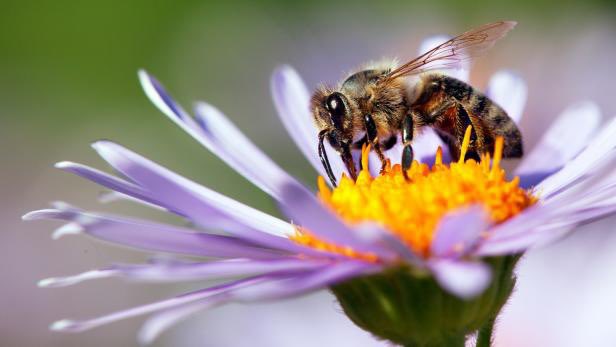 PETP_official's tweet photo. We need to protect bees as they help pollinate many plants! https://t.co/QUBdqjxkd3
