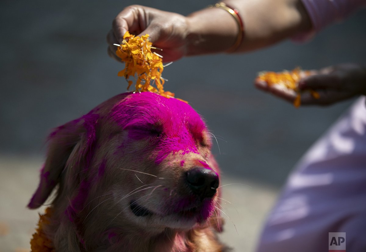 AP Images (@ap_images) on Twitter photo A Nepalese woman puts marigold petals on a police dog during Tihar festival celebrations at a kennel division in Kathmandu, Nepal, Wednesday, Nov. 3, 2021. <a href="/nireshrestha/">Niranjan Bade shrestha</a> A Nepalese woman puts marigold petals on a police dog during Tihar festival celebrations at a kennel division in Kathmandu, Nepal, Wednesday, Nov. 3, 2021. <a href="/nireshrestha/">Niranjan Bade shrestha</a>