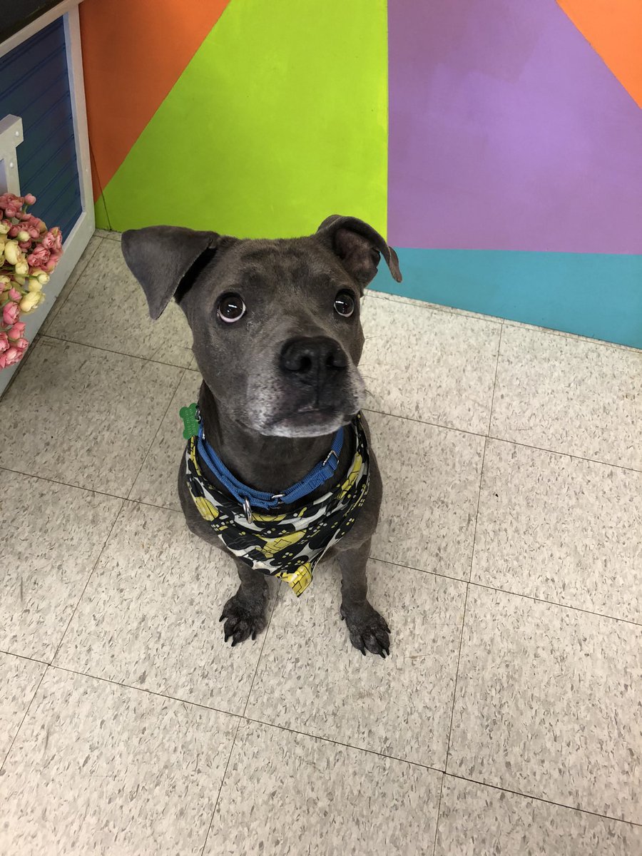 MEET TACO 🌮❤️ 

He will be starring in <a href="/NBC24WNWO/">NBC 24</a>  news at 6 and hopes to find his forever home! <a href="/LucasCountyDogs/">LucasCountyCanineCare</a>  
nbc24.com