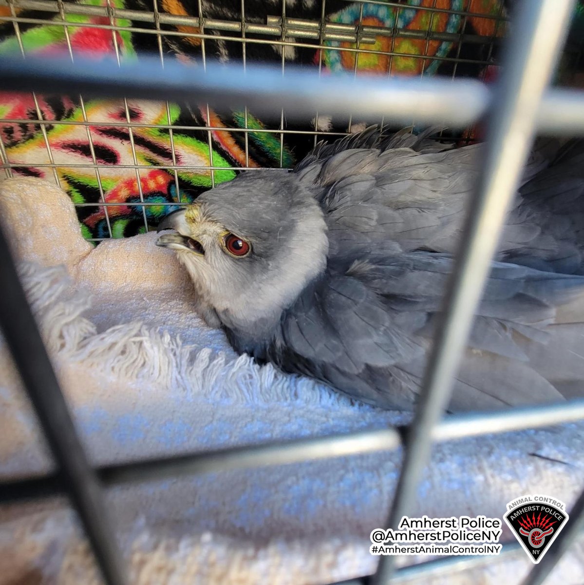 amherstpoliceny's tweet photo. [AMHERST POLICE, NY] -- Animal Control Officer Griffin responded to this injured Copper's Hawk. The hawk was taken to our friends at the SPCA Wildlife Department for treatment. Hopefully, he will be back out soaring in the Amherst skies soon.

#AmherstAnimalControl https://t.co/1tpNMIa0tk
