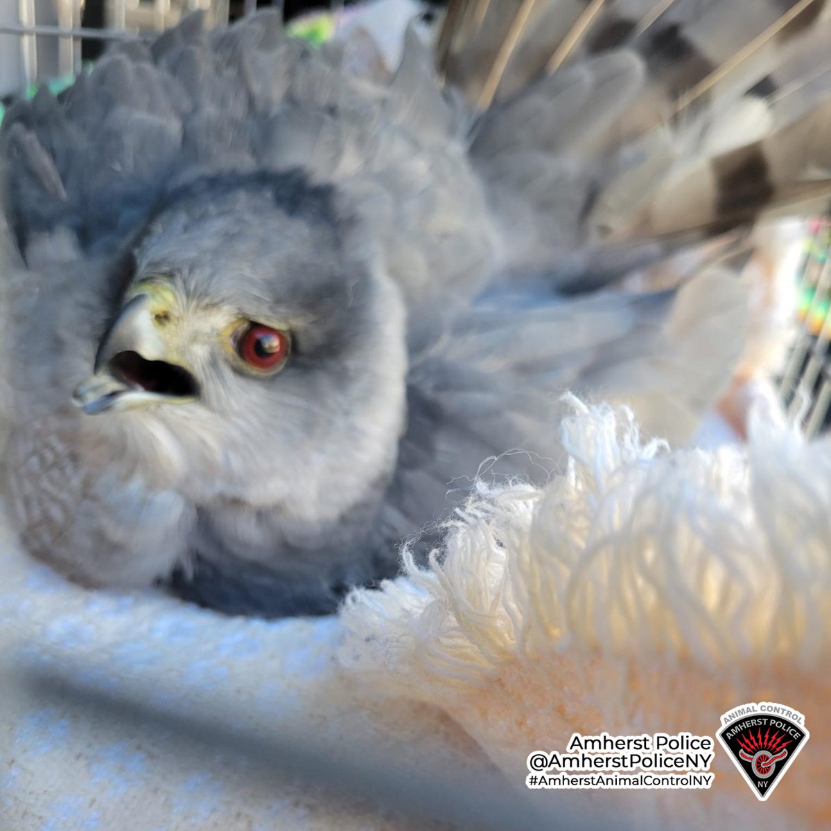 amherstpoliceny's tweet photo. [AMHERST POLICE, NY] -- Animal Control Officer Griffin responded to this injured Copper's Hawk. The hawk was taken to our friends at the SPCA Wildlife Department for treatment. Hopefully, he will be back out soaring in the Amherst skies soon.

#AmherstAnimalControl https://t.co/1tpNMIa0tk