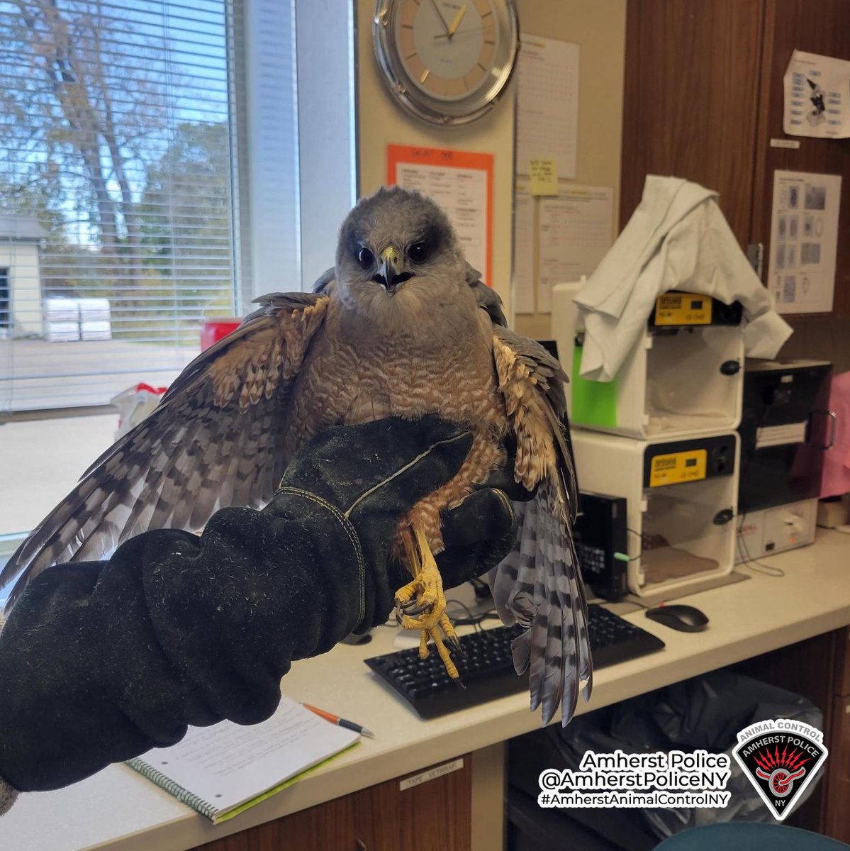 amherstpoliceny's tweet photo. [AMHERST POLICE, NY] -- Animal Control Officer Griffin responded to this injured Copper's Hawk. The hawk was taken to our friends at the SPCA Wildlife Department for treatment. Hopefully, he will be back out soaring in the Amherst skies soon.

#AmherstAnimalControl https://t.co/1tpNMIa0tk