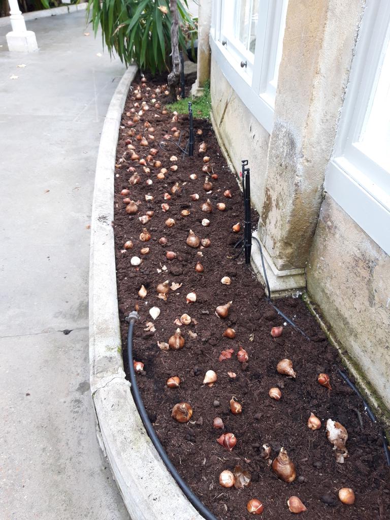 Of course it's not just enchantedwoodland.com at Syon at the moment, we do still find time for a spot of gardening.
This is the bulb display for the Great Conservatory spring 2022 going in today...