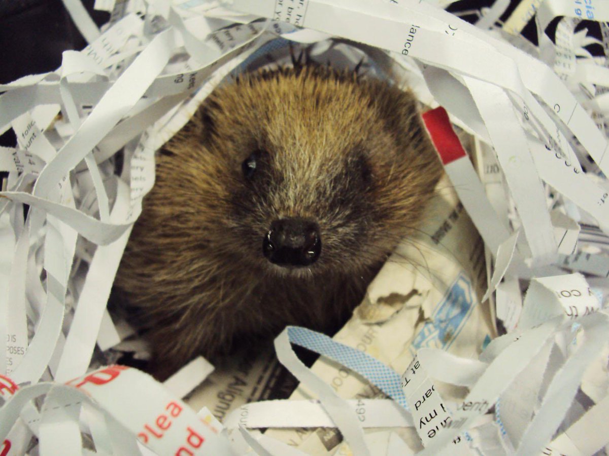 TotalShredLtd's tweet photo. Can we get some ❤️ for this cute little hedgehog 🦔 getting ready to hibernate for winter? 😍

https://t.co/is6mMg7JYi

#recycling #shreddedpaper #wildlife #petcare #stanmorelife #totalshred #london https://t.co/oX4UABtUcj