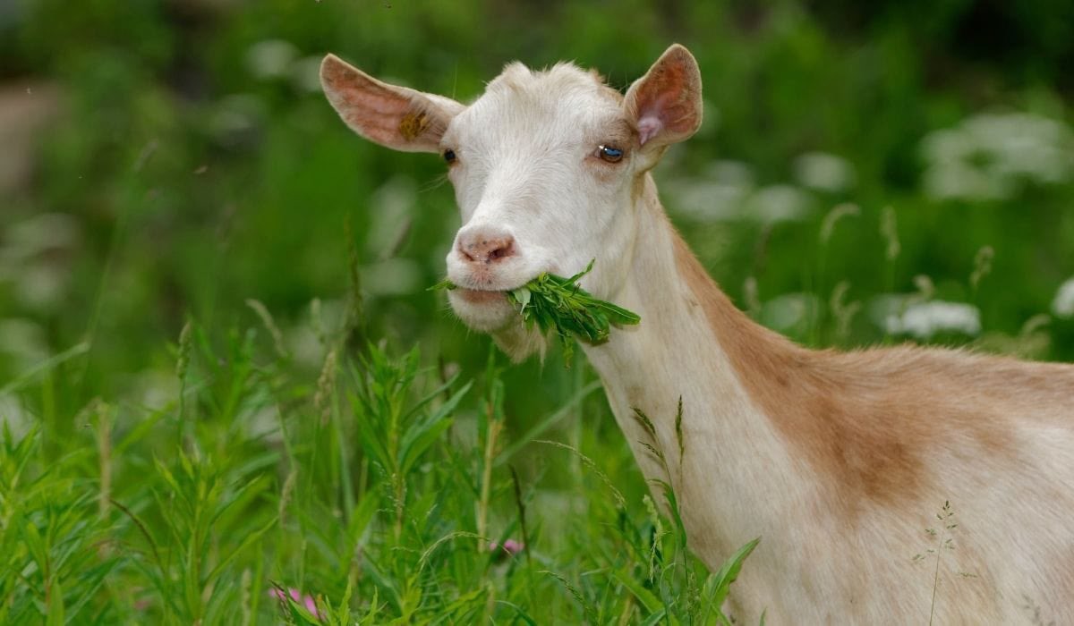 PETP_official's tweet photo. Goats, and many other animals are brutally KILLING grasses and many other plants. We need to give these animals other food options so they don’t have to kill these helpless creatures. https://t.co/2LWKD6FxJ2