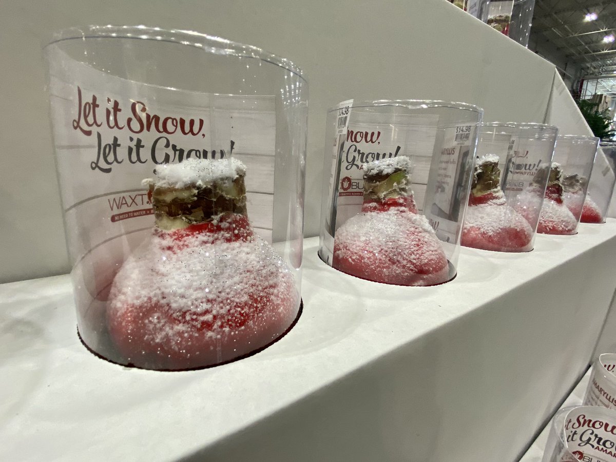 Let it Snow, Let it Grow!  Waxt Amaryllis Bulbs available now <a href="/Lowes/">Lowe's</a>! #amaryllisbulbs <a href="/BattlefieldFarm/">Battlefield Farms</a> <a href="/LBishPlants/">Lora Bishop</a> <a href="/AlanWal73481862/">Alan Waller</a> <a href="/TipToeTyler/">Tyler Combs</a> <a href="/AF_Battlefield/">AlanF-Battlefieldfarms</a> <a href="/TJS_Battlefield/">Todd S. - Battlefieldfarms</a> <a href="/JY_Battlefield/">JimY-Battlefieldfarms</a>