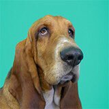 FarrerKane's tweet photo. #dogsofPR https://t.co/GEv9CywGWC