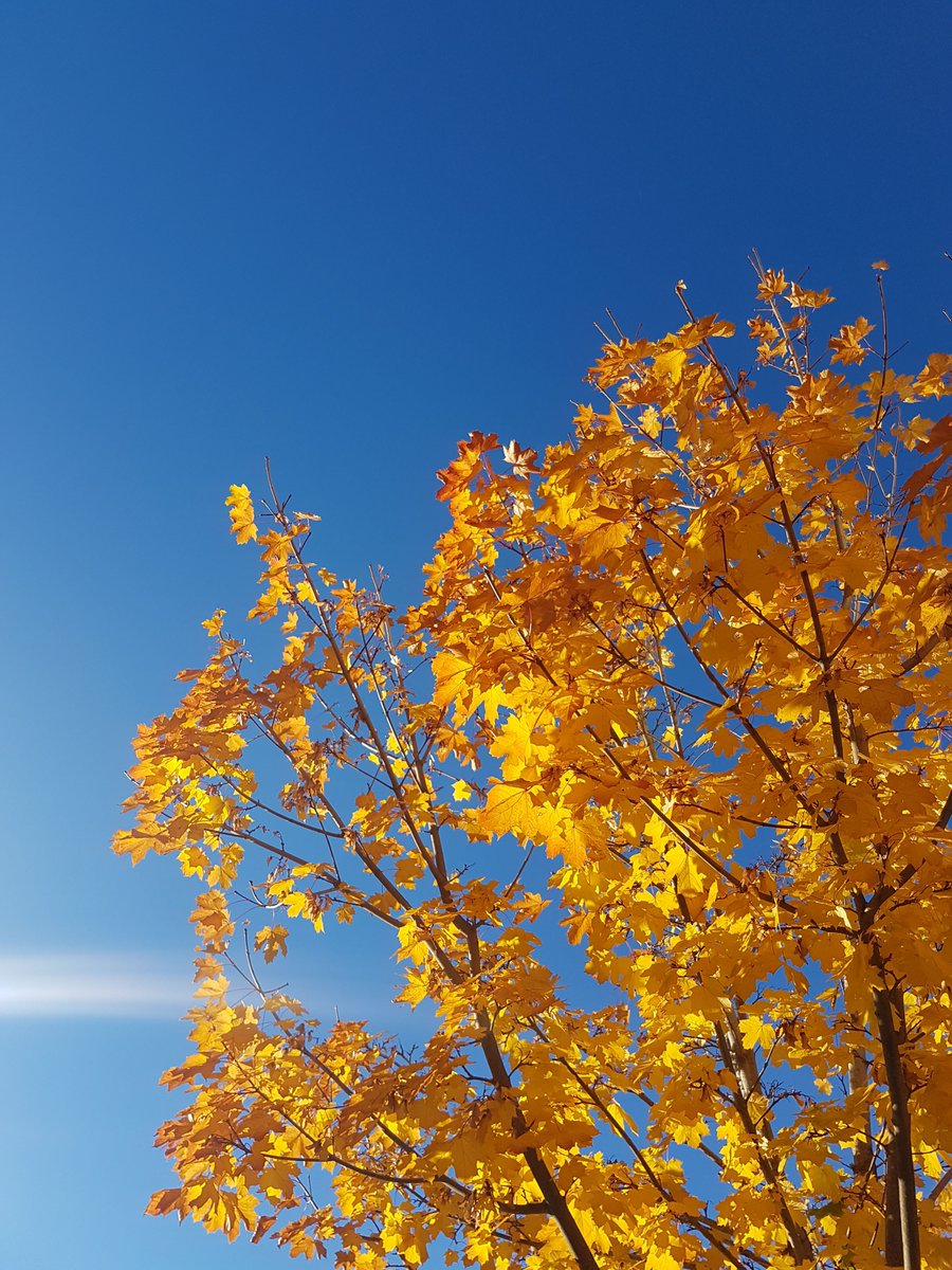 FirstIslandMIC's tweet image. For our most recent quarter end of October 31, 2021, we are pleased to report interest @ 4.759% p.a. 
We will have room for new investment funds during our upcoming share opening beginning November 16th, 2021. Please contact our office for more information &amp;amp; to reserve your spot!