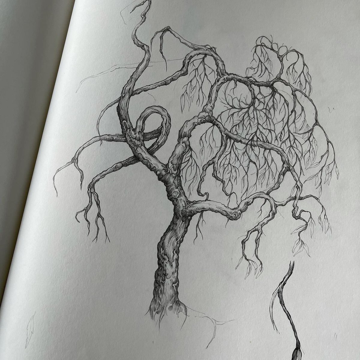 TBeasties's tweet photo. ‘’Ancient trees are precious.  There is little else on Earth that plays host to such a rich community of life within a single living organism’’ - @AttenboroughSir 

Pencil and pen drawing from the TB archive

#pendrawing #artwork #designstudio #interiordesigners https://t.co/kCVWt2PxWp