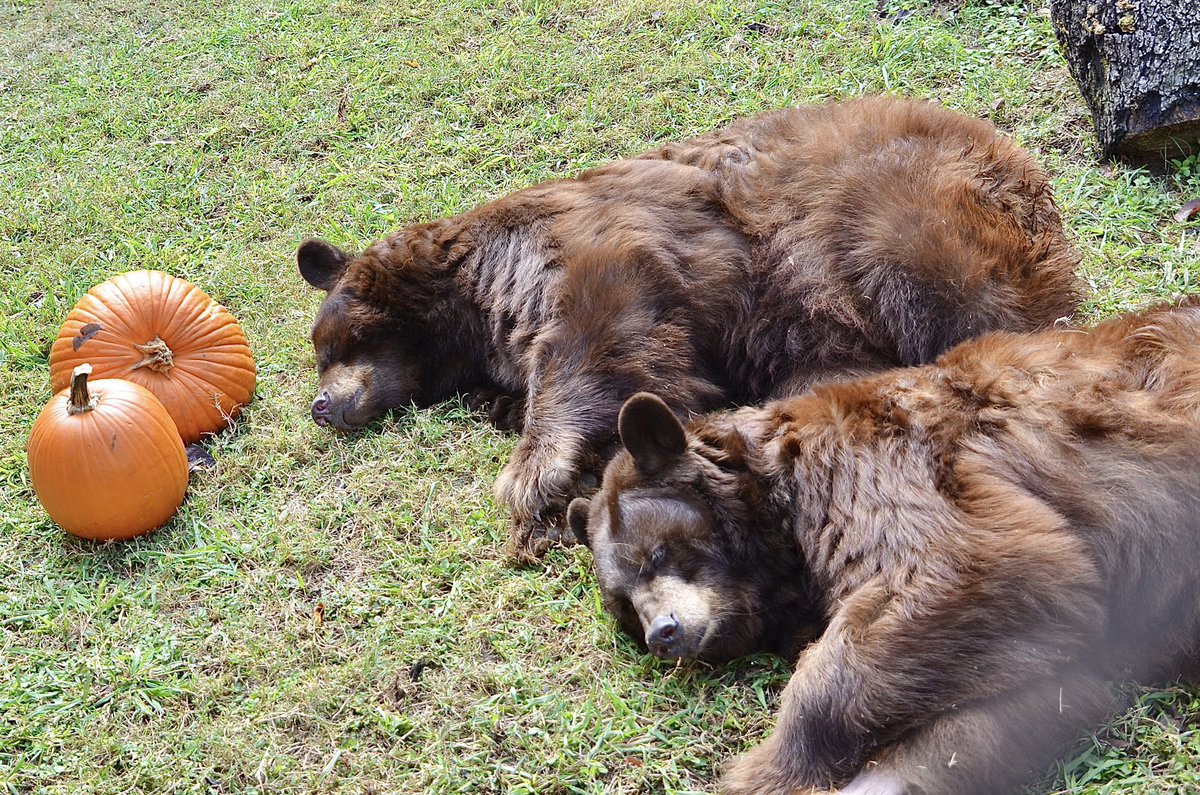 bubearhabitat's tweet photo. anyone guess what we’re dreaming about? (hint: starts with frogs ends with legs) https://t.co/hgjeF6jbwM