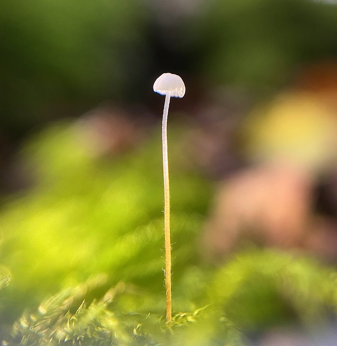 Lucy Lapwing tweet media