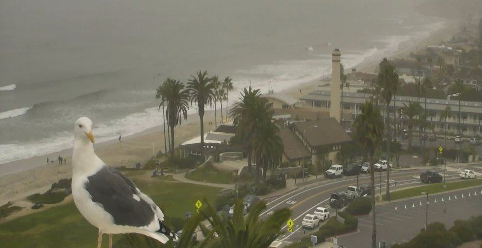 EvanNoorani's tweet photo. Checking to see if the seagull is hanging out in front of our Del Mar live camera is my version of a bones/no bones day. #HesThere #ItsABonesDay https://t.co/MFScsNzODv