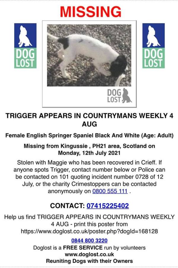 The_Animal_Team's tweet photo. #Trigger went #missing from #Kingussie #PH21 area, #Scotland 12/7/21. #Stolen with Maggie who was recovered in #Crieff. Any info please contact number on poster. FB Page: https://t.co/TIi2kRiRPy &amp; 
https://t.co/jjHdYRyg4m #ESS #StolenDog #MissingSpaniel https://t.co/0lz6GoxOkN